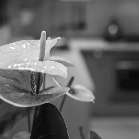 Apartmán Balkissa San Felice del Benaco